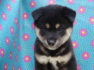 柴犬(標準サイズ)【徳島県・男の子・2014年9月14日・黒】の写真「可愛いお顔の柴犬男子」