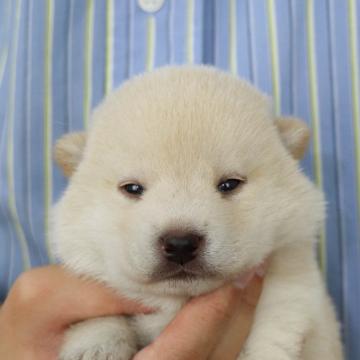 柴犬(標準サイズ)【徳島県・男の子・2022年6月9日・白】の写真「【無料お届け対象犬】」