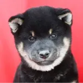 柴犬(標準サイズ)【徳島県・男の子・2022年12月3日・黒】の写真1「1月22日撮影」
