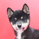 柴犬(豆柴)