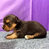 ミックス(ヨーキー×チワワ)【徳島県・女の子・2023年8月19日・スティールブルータン】の写真3「9月13日撮影」