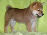 柴犬(標準サイズ)【徳島県・男の子・2013年6月16日・◆赤◆】の写真5