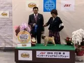 パグ【東京都・男の子・2021年8月24日・フォーン】の写真4「父親ノビ君です」