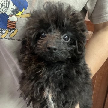 トイプードル(トイ)【沖縄県・男の子・2025年7月9日・ブラック】の写真「美しく可愛い目つきの男の子です」