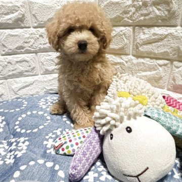 トイプードル(トイ)【沖縄県・男の子・2025年5月5日・アプリコット】の写真「元気でわんぱく！運動神経万能わんちゃんです！」