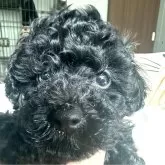 トイプードル(トイ)