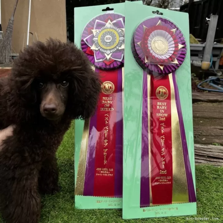 トイプードル(トイ)【千葉県・男の子・2025年6月16日・ブラウン】の写真1「ドッグショーに参加しベビーの中で2番とプードルの集まるショーでベビーの中で1番になりました😊」
