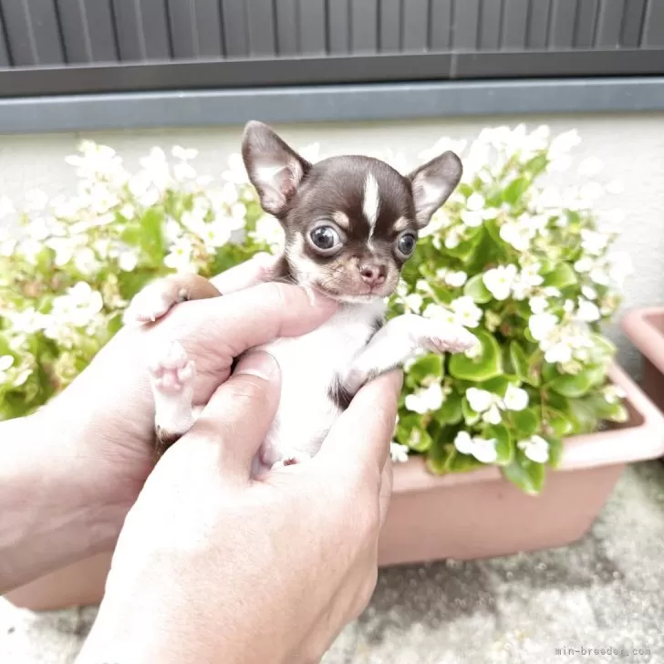 ID：2507-02386の子犬