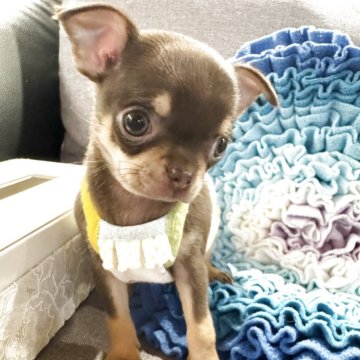 チワワ(スムース)【福岡県・女の子・2025年9月13日・チョコタン】の写真「愛らしい女の子です♡」