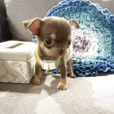 チワワ(スムース)