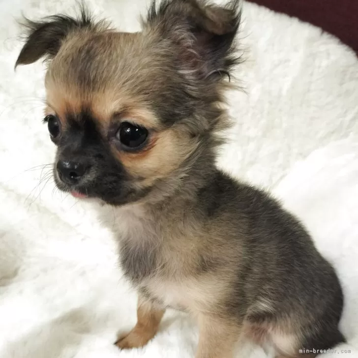 ID:2501-04029の子犬