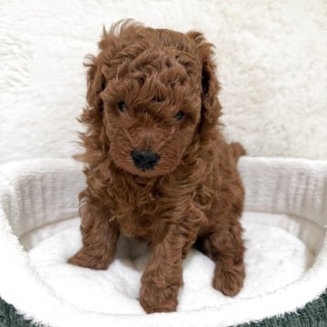 トイプードル(トイ)【群馬県・男の子・2025年9月23日・レッド】の写真「ふわもこボディ❣️」