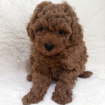 トイプードル(トイ)【群馬県・男の子・2025年9月23日・レッド】の写真「ふわもこボディ❣️」