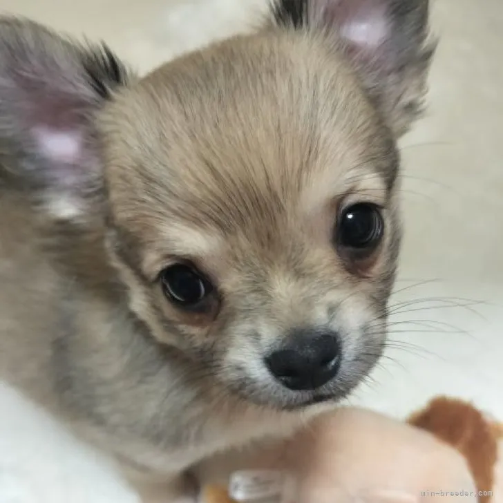 クッキングパパ 様のお迎えした子犬