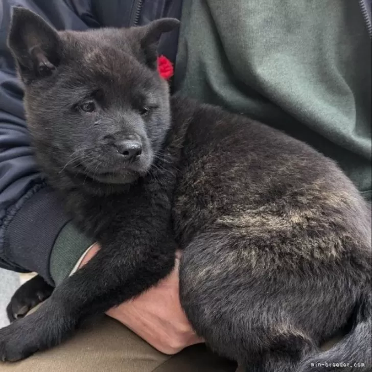 ID：2503-00621の子犬