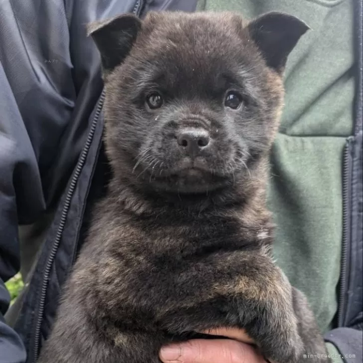 ID：2503-00748の子犬