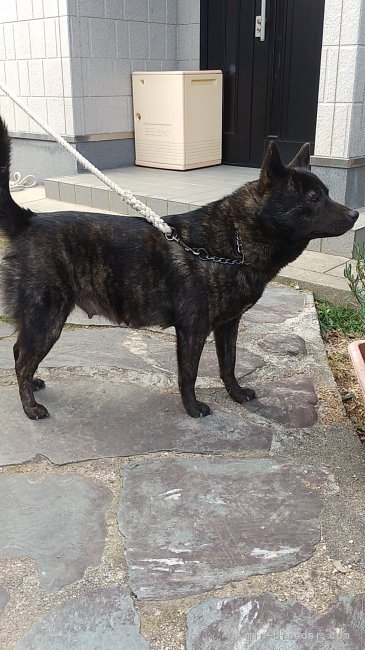 甲斐犬【・女の子・2020年3月10日・黒虎毛】「やんちゃですが、仔犬には優しく接する母親」