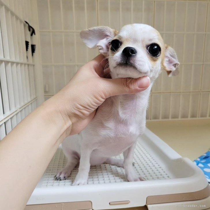 ブリーダー画像