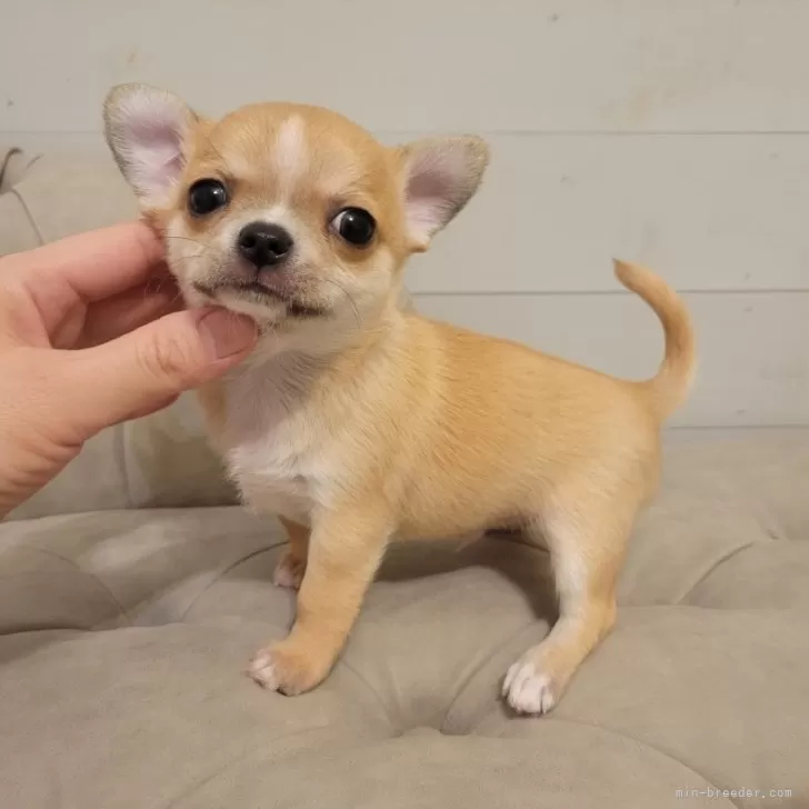 S.Y 様のお迎えした子犬