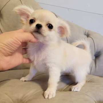 チワワ(ロング)【滋賀県・男の子・2025年9月23日・クリーム】の写真「人が大好き💕」