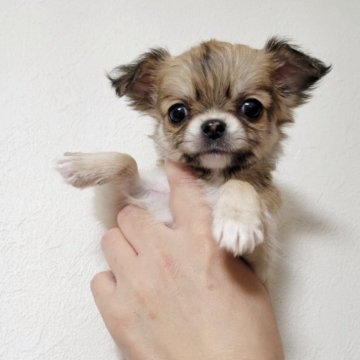 チワワ(ロング)【滋賀県・女の子・2025年10月20日・フォーンホワイト】の写真「めちゃくちゃ可愛くなりますよ💕」