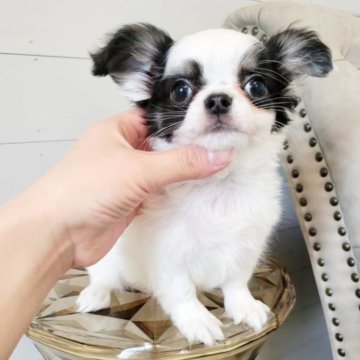 チワワ(ロング)【滋賀県・男の子・2025年1月21日・ホワイトブラック】の写真「きらきらお目目のもふもふくん♥️」