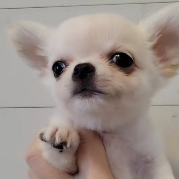 チワワ(ロング)【滋賀県・男の子・2025年9月9日・クリーム】の写真「人が大好き💕」