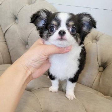 チワワ(ロング)【滋賀県・男の子・2025年7月3日・トライ】の写真「モフモフいけめんくん♥️」