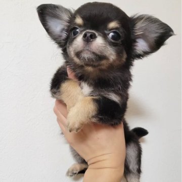 チワワ(ロング)【滋賀県・男の子・2025年8月6日・ブラックタン】の写真「優しいおかお♥️」