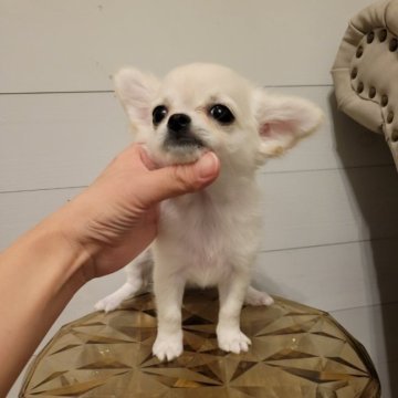 チワワ(ロング)【滋賀県・女の子・2025年8月8日・クリーム】の写真「可愛い子♥️ベビーラッシュのため一気にお値下げ」