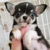 チワワ(スムース)