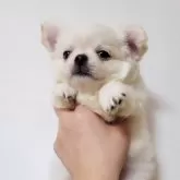 チワワ(ロング)