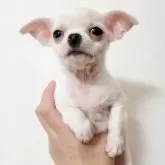 チワワ(スムース)