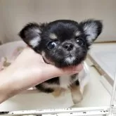 チワワ(ロング)
