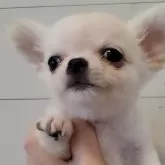 チワワ(ロング)