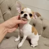 チワワ(スムース)