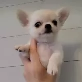 チワワ(ロング)