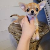 チワワ(スムース)