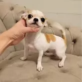 チワワ(スムース)