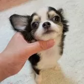 チワワ(ロング)