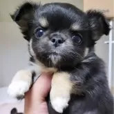 チワワ(ロング)