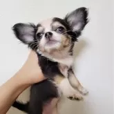 チワワ(ロング)