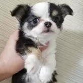 チワワ(ロング)