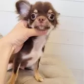 チワワ(ロング)