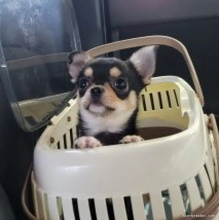 ID:2302-00895の子犬