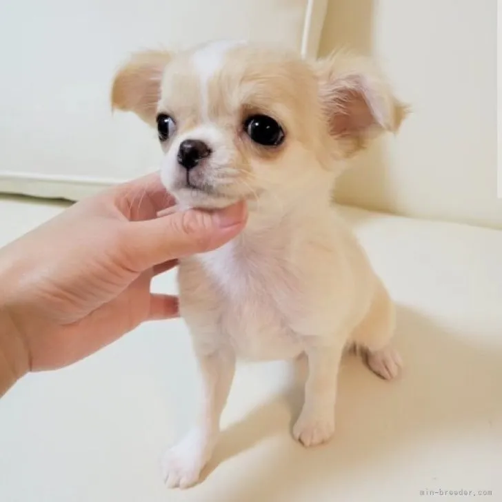 ID:2302-02591の子犬