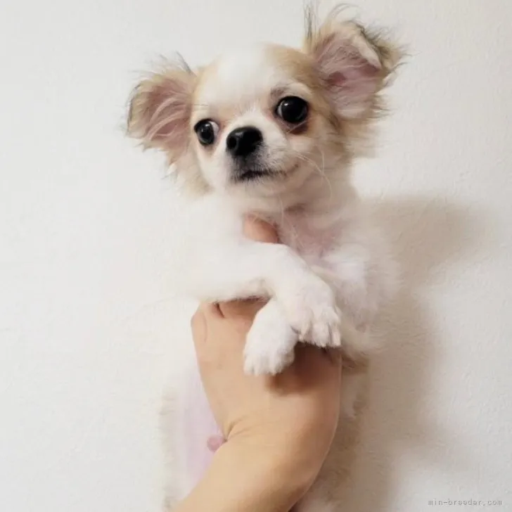 ID：2305-00173の子犬