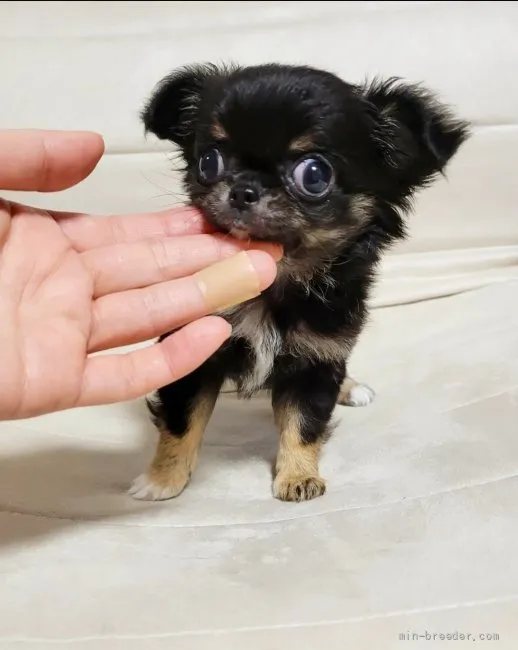 ID：2204-01259の子犬