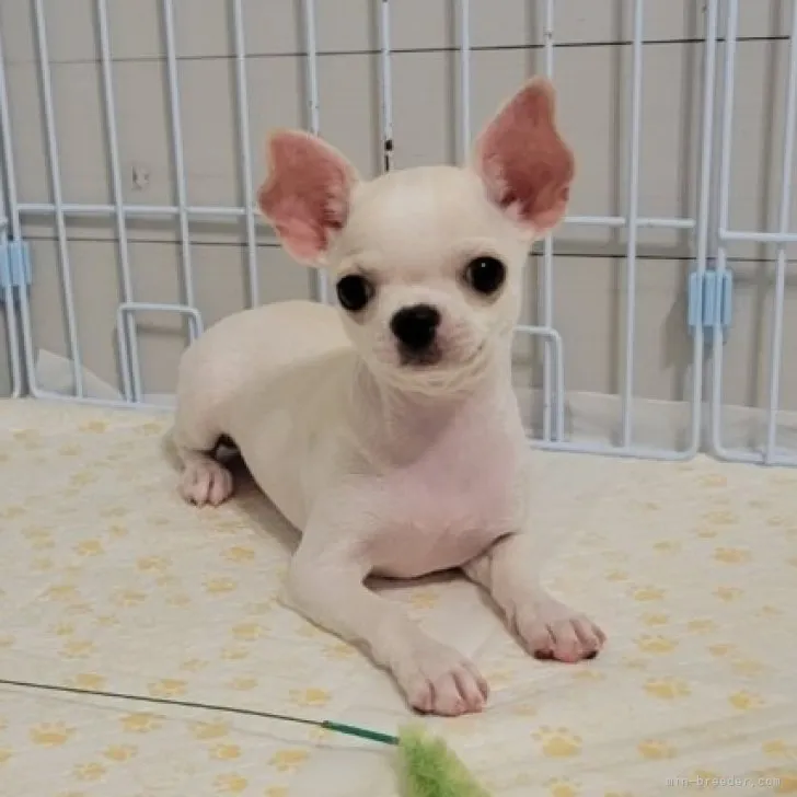 ID：2306-04963の子犬