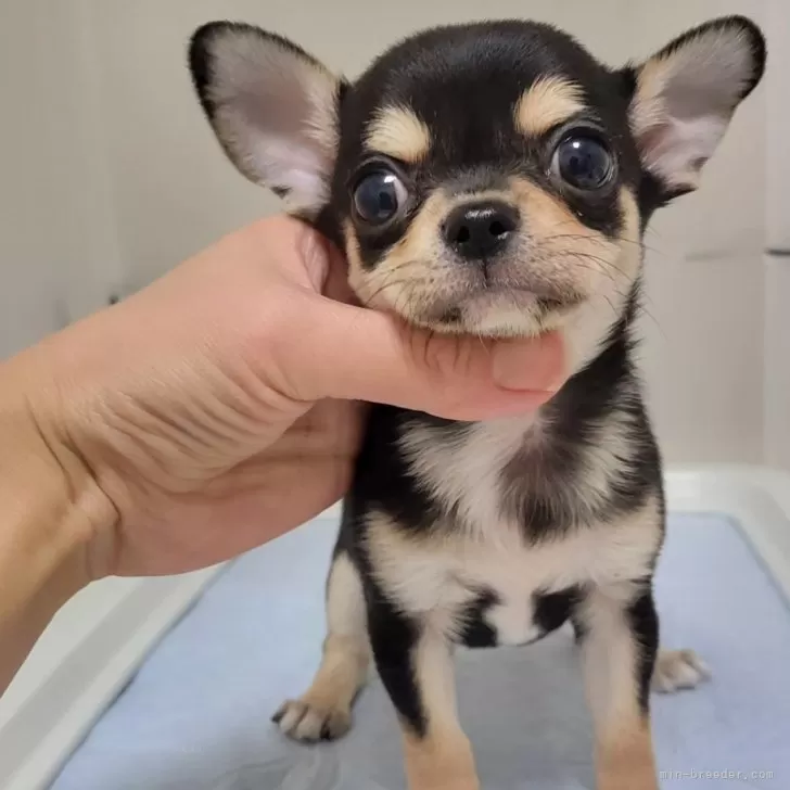 ID：2312-02576の子犬